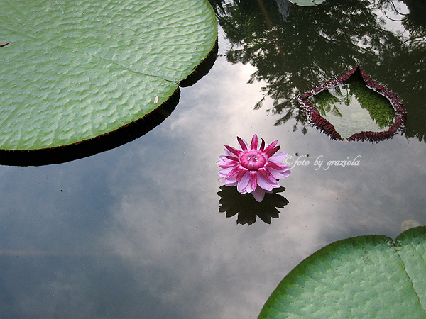 I colori di Nymphaea