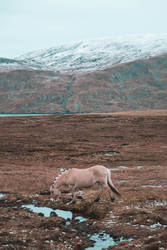 Fjord in Shetland