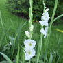 White Flower Nature Stock 2