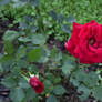 Red Rose Nature Stock 2