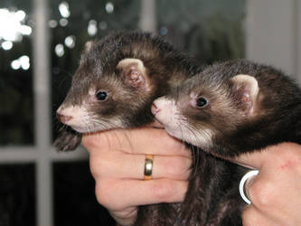 Ferrets