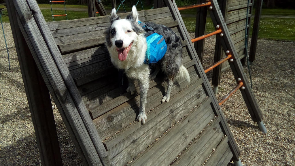 My bootiful dogo doing some balance work. by UnclySeppy on DeviantArt