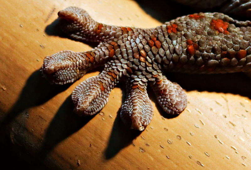 fornuft Regelmæssighed Fortæl mig Gecko's paw by Moneo on DeviantArt