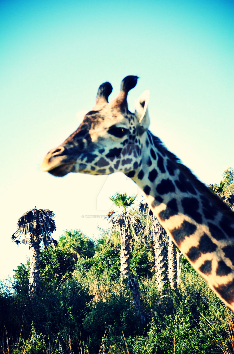 Giraffe by invisiblequalities on DeviantArt