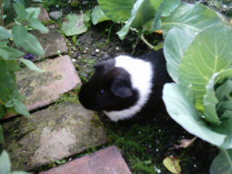 My other guinea pig Rodney