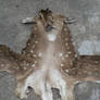 Chital Stag Cape