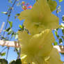 Green Gladiolus