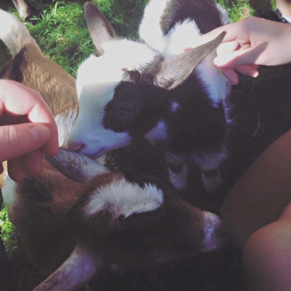 Baby Goats