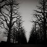 Tree Avenue