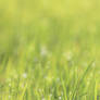 Sparkling grass