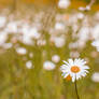 Field of Daisies