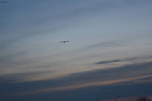 Chasing Seagulls in the Sky