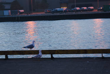 Seagulls By The Freshwater Sea