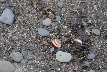 Snail Shell on the Beach