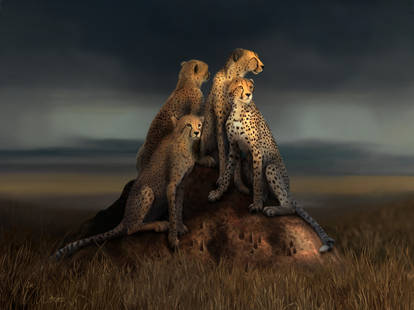 Explore the Best Cheetah Art