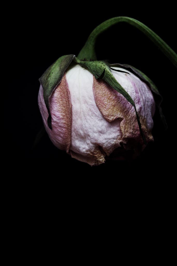 Dead Rose 2 by thomasday on DeviantArt