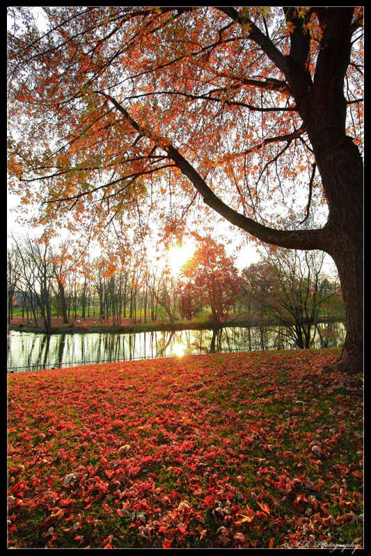 Autumn Is Still Here