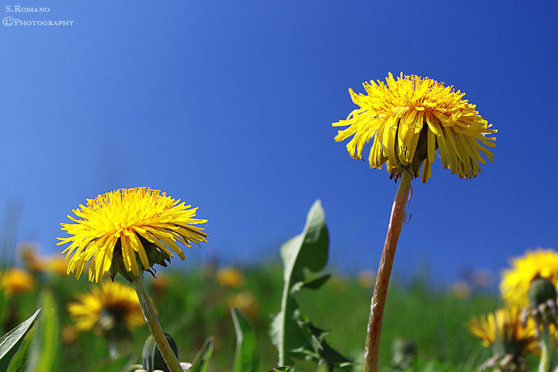 Blue And Yellow