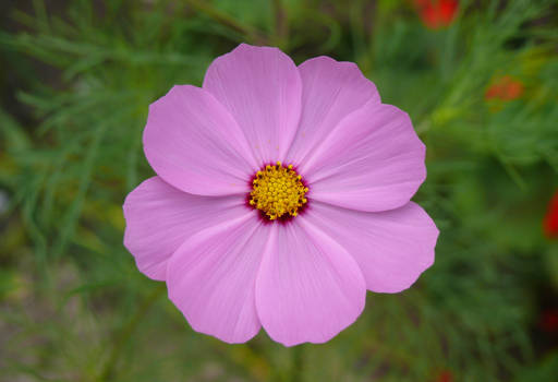 Cosmos (looking at you)