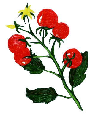 tomato leaves drawing