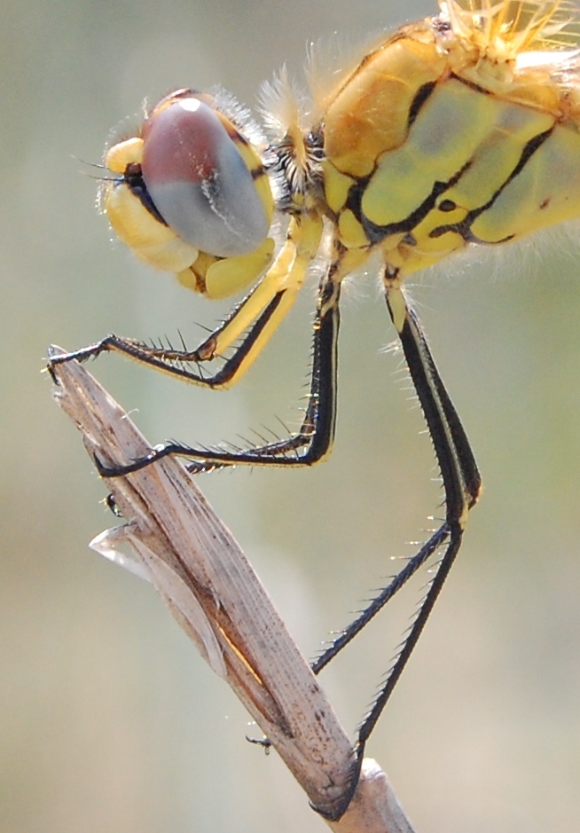 Dragonfly 6