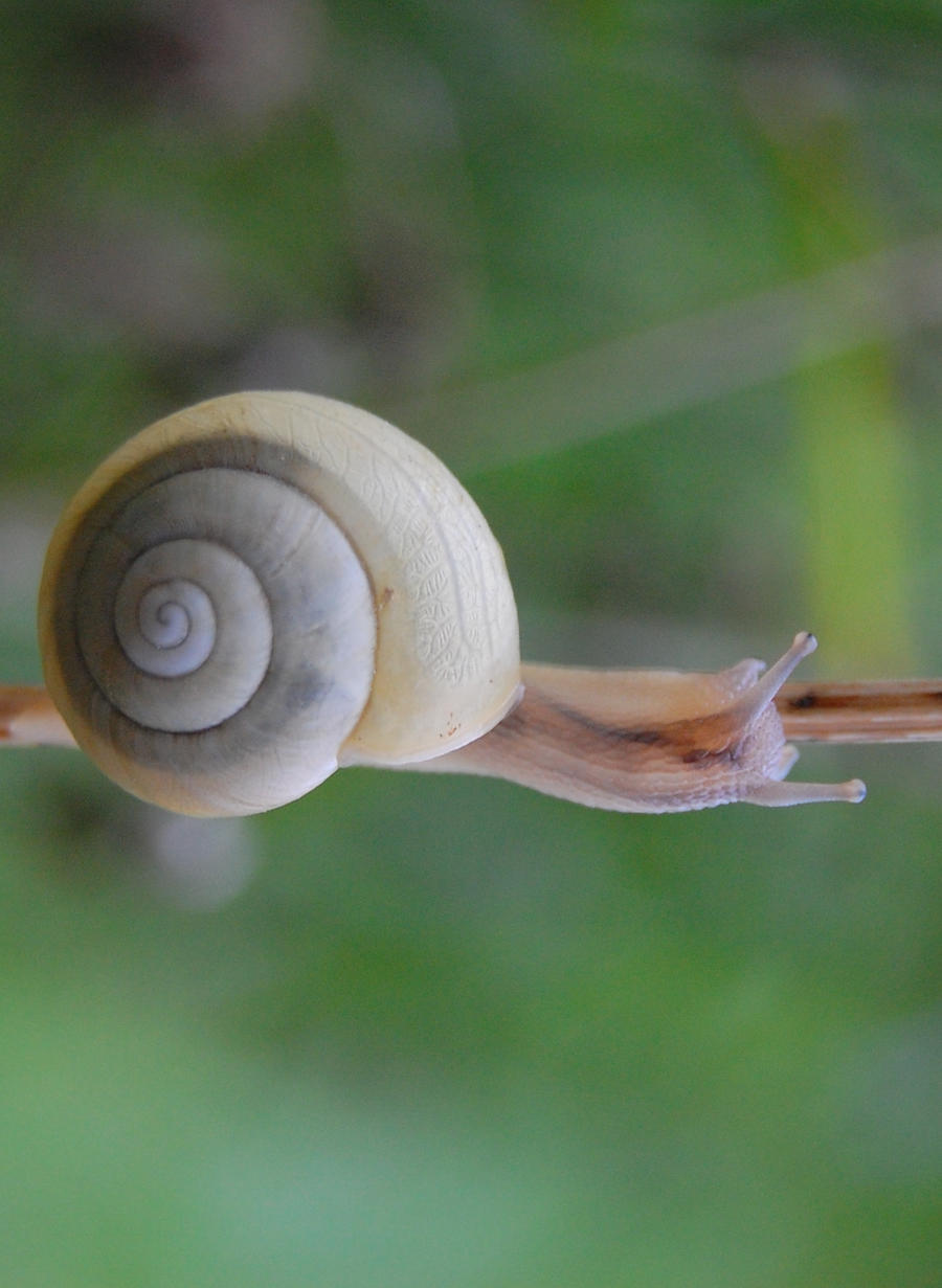 snail