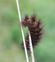 caterpillar 2