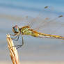 dragonfly 9