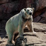 NC Zoo Polar Bear