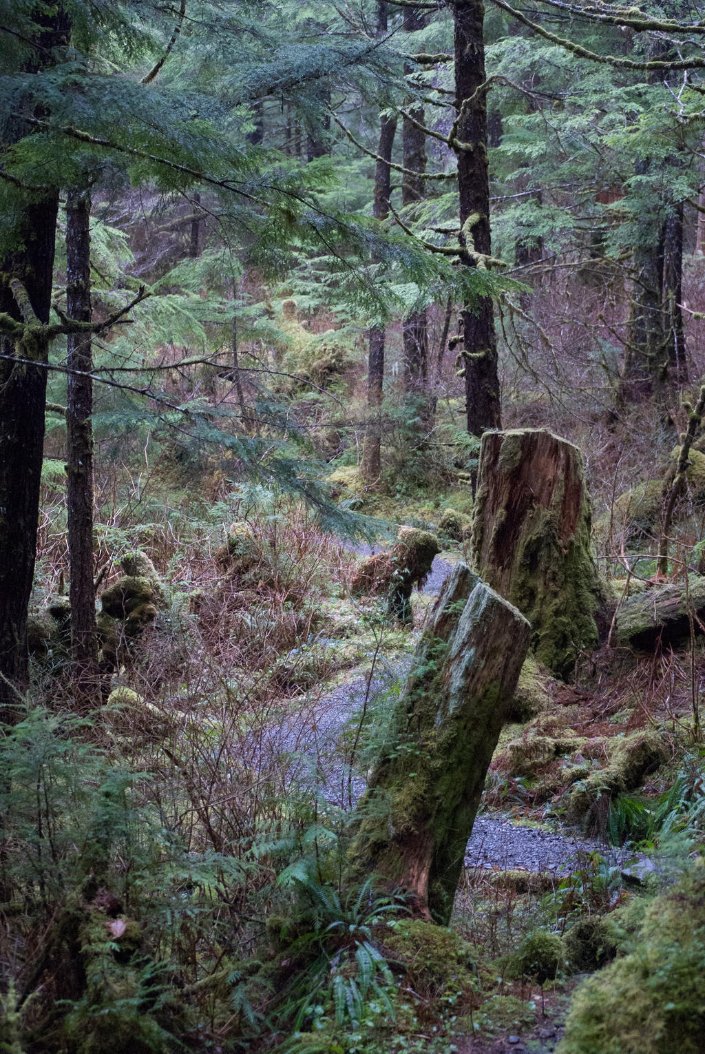 Perseverence Trail, Ketchikan