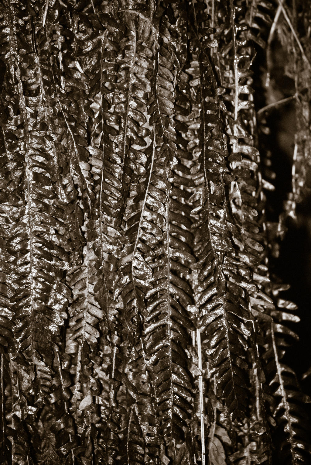 Fall Ferns - 2