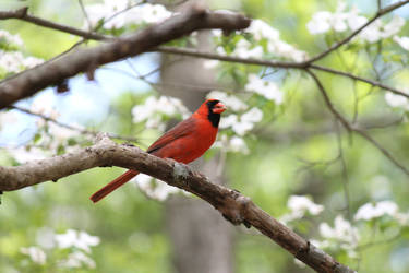 The Cardinal