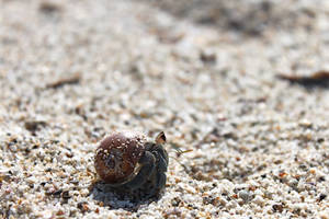 hermit crab