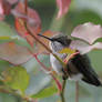 Hummingbird at rest