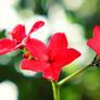 Red flowers