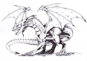 Commission: Dragon