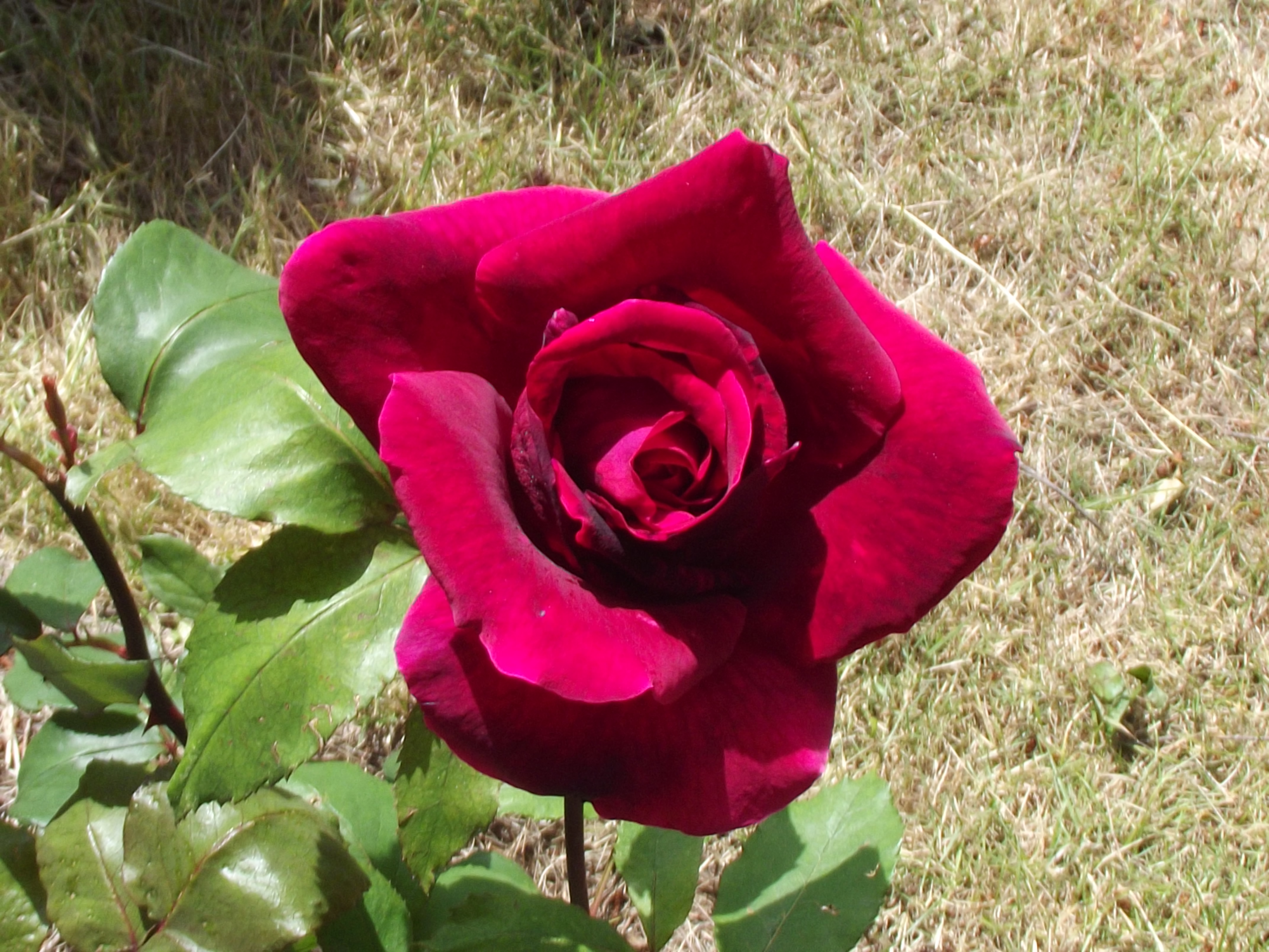 Black Magic Rose Bloom Stock 1