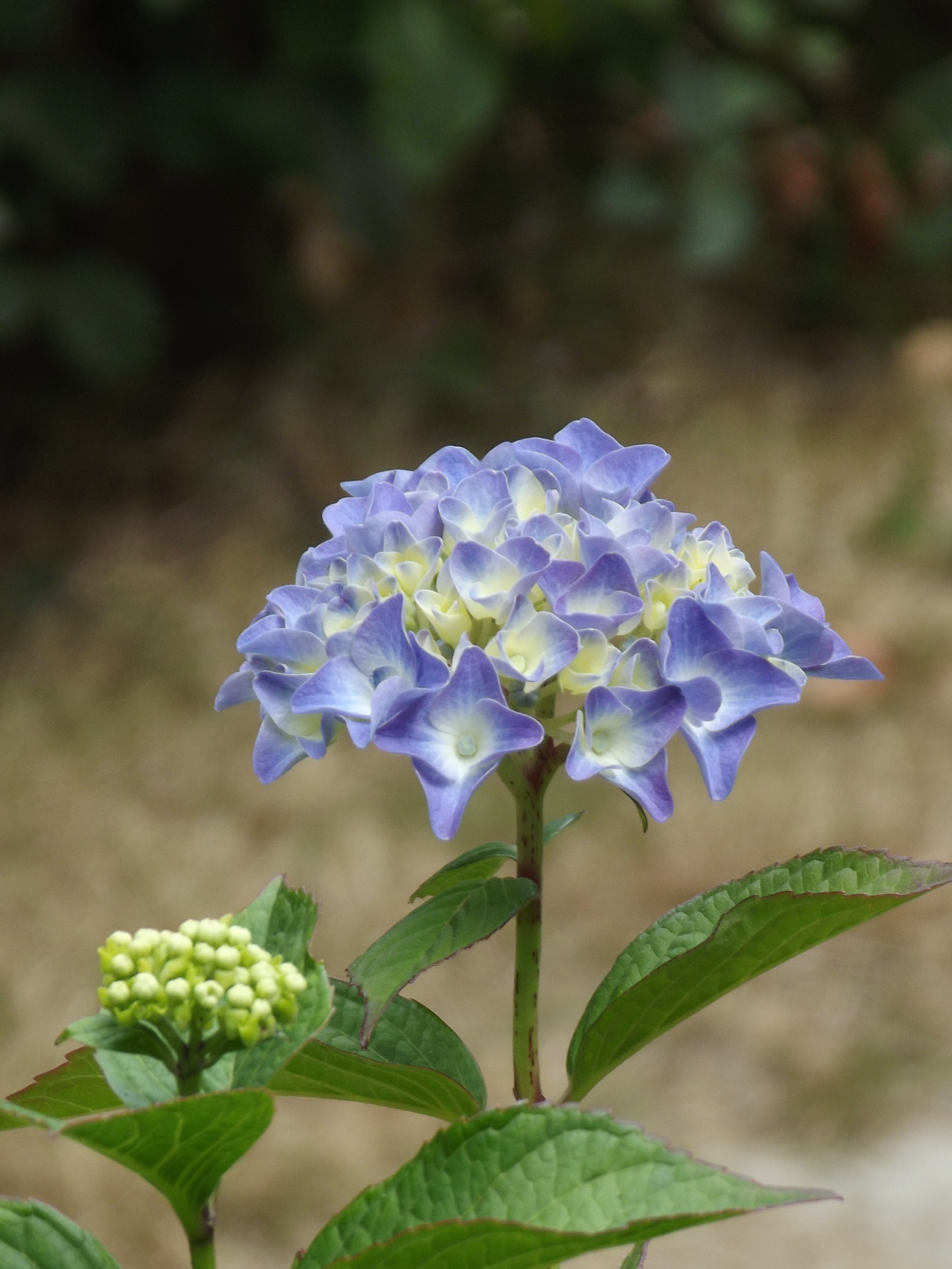 Beginning to Bloom