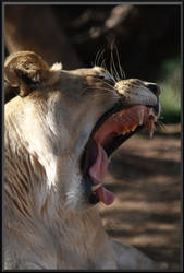 Lion -YAWN-