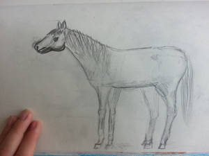 Horse