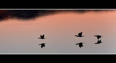 patos