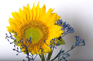 Sunflower and its contrat