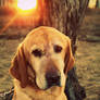 A Dog and A Stump