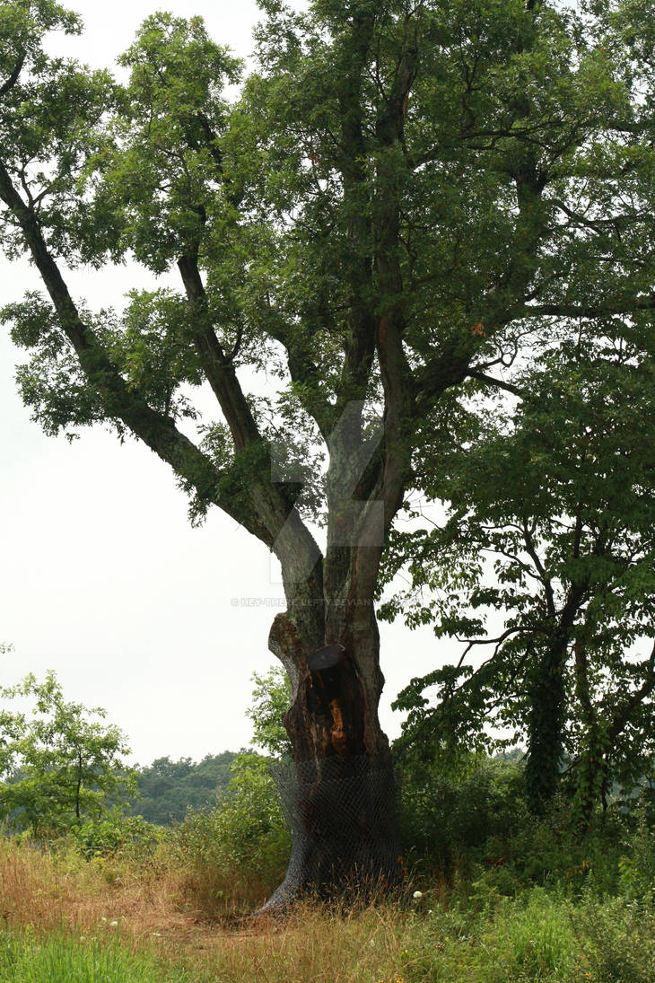 The Devils Tree by Hey-There-Lefty on DeviantArt