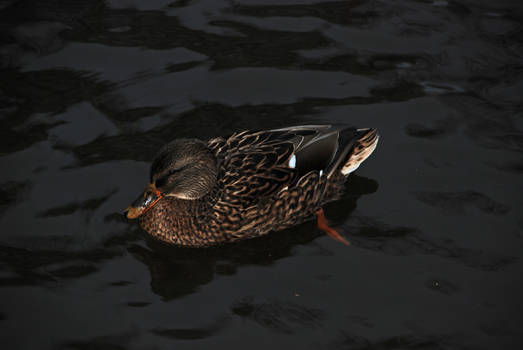 Canal Duck II