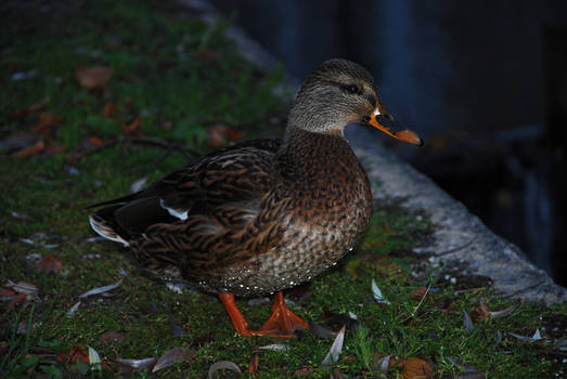 Canal Duck III