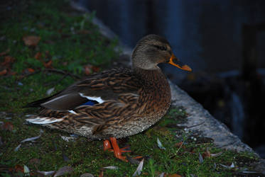 Canal Duck IV