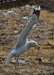 Herring Gull II