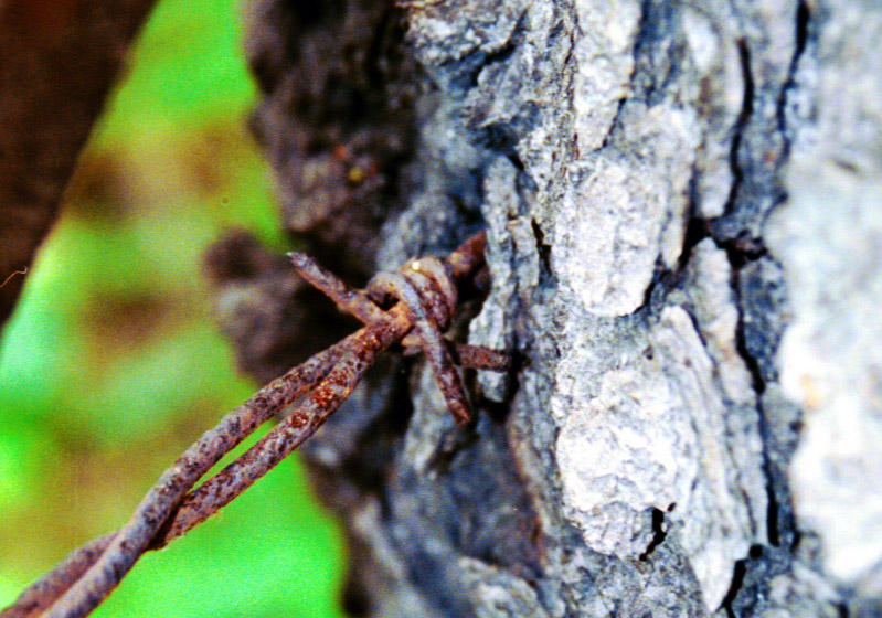 Barbed tree by buddha7283 on DeviantArt