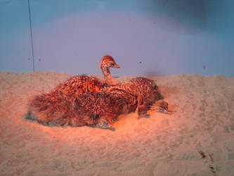 Baby Ostriches at Cal Academy